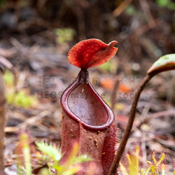GT-SUD-PPRB-Plantes carnivores