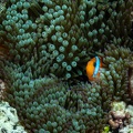 REF202011056024