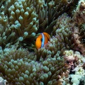 REF202011056028