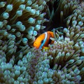 REF202011056036