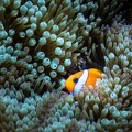 REF202011056046