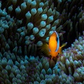 REF202011056051