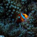 REF202011056056