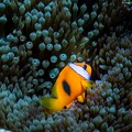 REF202011056063