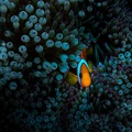 REF202011056068