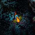 REF202011056070