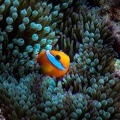 REF202011056088