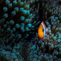 REF202011056092