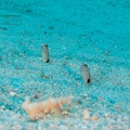 REF202011066686
