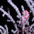REF202011066860