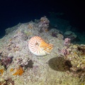 REF201810193116