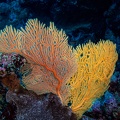 REF202007130068