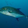 REF202007130111