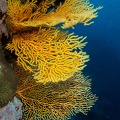 REF202007138774
