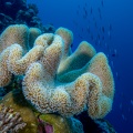 REF202007138991