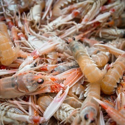 FR - Langoustine - Concarneau