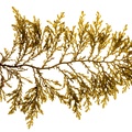 REF201605073639