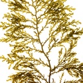 REF201605073641