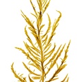 REF201607107157