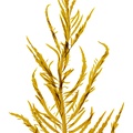 REF201607107160