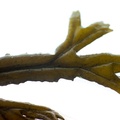 REF201605072862