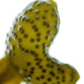 REF201605072614