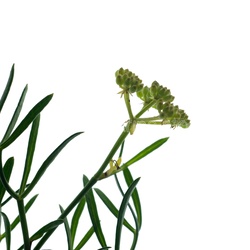 ATL-North-East Grass studio