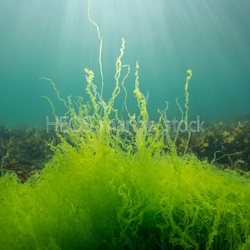 ATL-North-East Green algae in situ