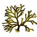 REF201603120197