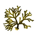 REF201603120202