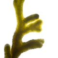REF201603120260