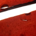 REF201603073009