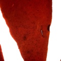REF201603073076