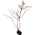 REF201603093826