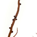 REF201603094343