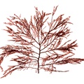 REF201609195750