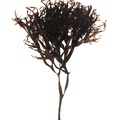 REF201603117294