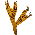 REF201609195580