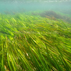 ATL-North-East Seagrass in situ