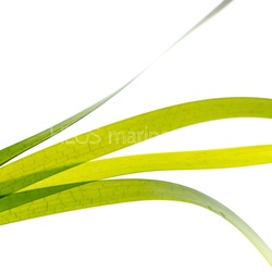 ATL-North-East Seagrass studio