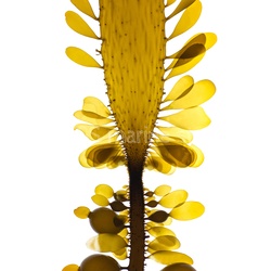 PAC-North-East Brown algae studio