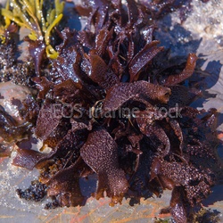 PAC-North-East Red algae in situ