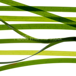 PAC-North-East Seagrass studio