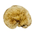 REF201708200185