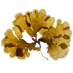 PAC-South-West Brown algae studio