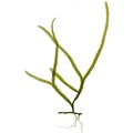 REF201805113051