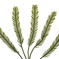 REF201709014075