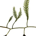 REF201709014085