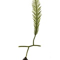 REF201709014106