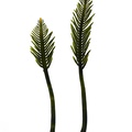 REF201709014638